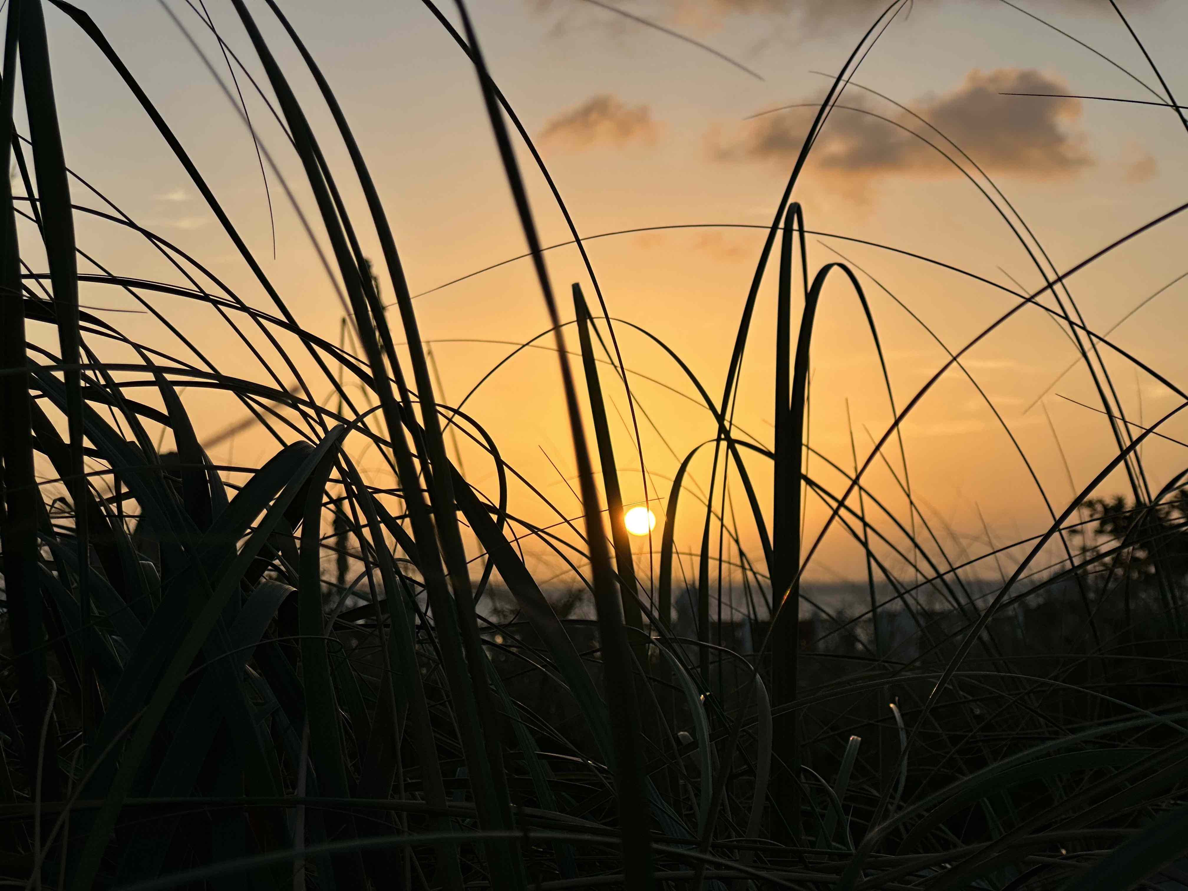 Sunset over the water over an orange sky, with long grass in the foreground.